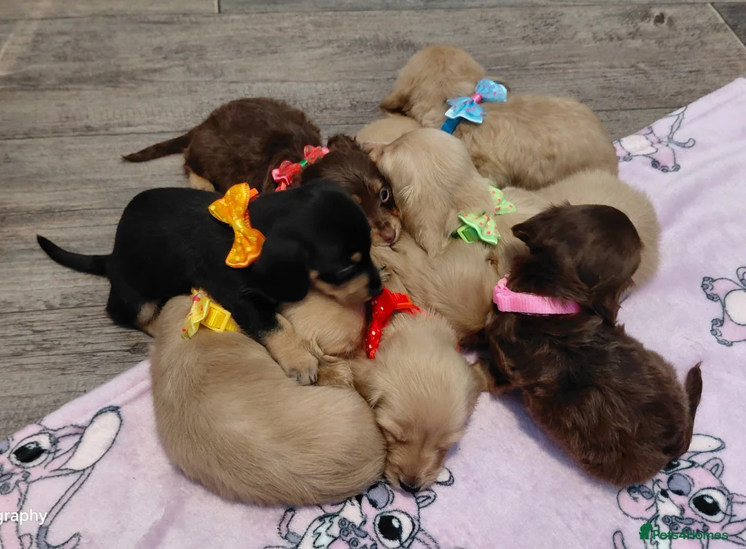 Miniature Dachshund dogs for sale: Sweetest Longhaired/One S.Haired Mini's 🤎🐾 - Advert 19