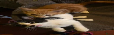 Mixed Breed 3