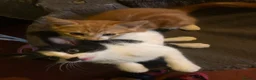 Mixed Breed cats for sale: Beautiful kittens ready for their forever homes  - Advert 7