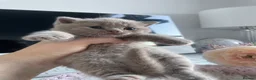 British Shorthair cats for sale: Champion Bloodline British shorthair kittens - Advert 23