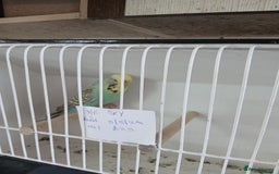 Budgerigars birds for sale: Budgies - Image 14