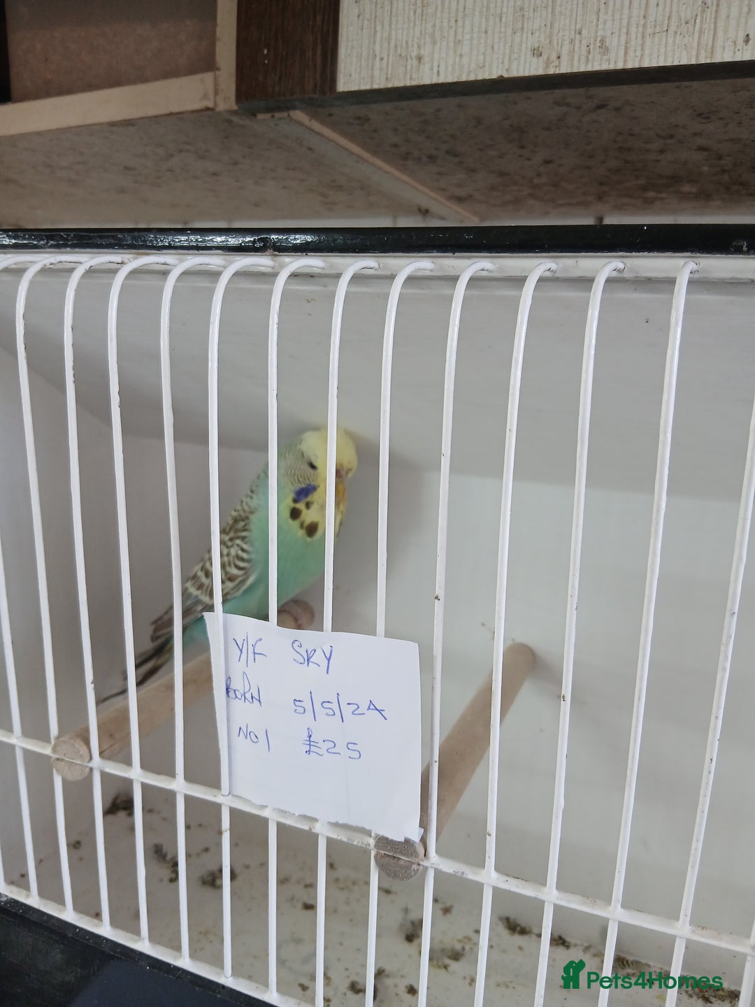 Budgerigars birds for sale: Budgies - Image 14
