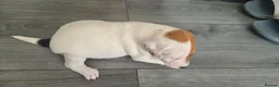 Parson Russell dogs for sale: Parson rusell terriers - Advert 10