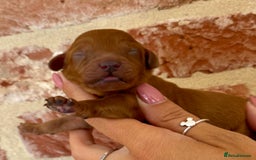 Cavapoo dogs for sale: F1 Cavapoo males 🖤🩵 - Image 7
