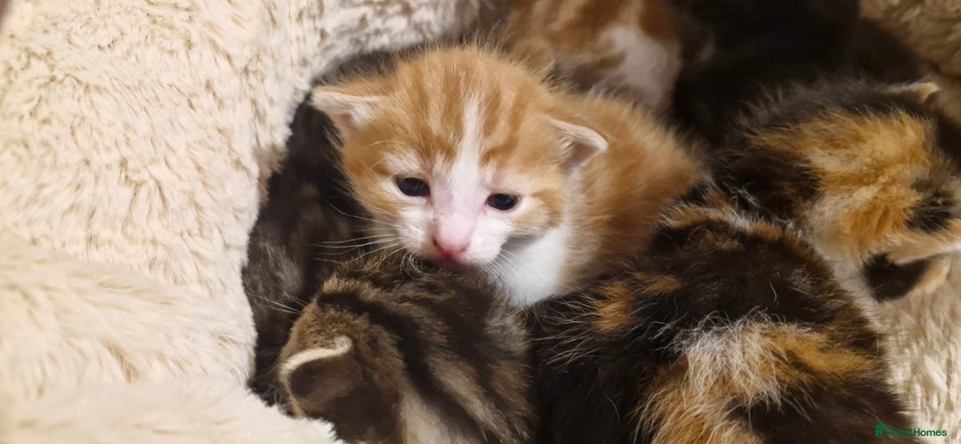 Mixed Breed cats for sale: Kittens looking for their forever homes - Advert 11