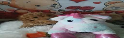 Miniature Poodle dogs for sale: Fox Red and Red puppies Boys and Girls available. - Advert 6