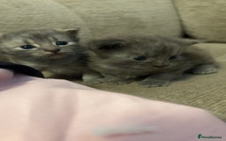 British Longhair cats for sale: super fluffy boys💙 - Image 1
