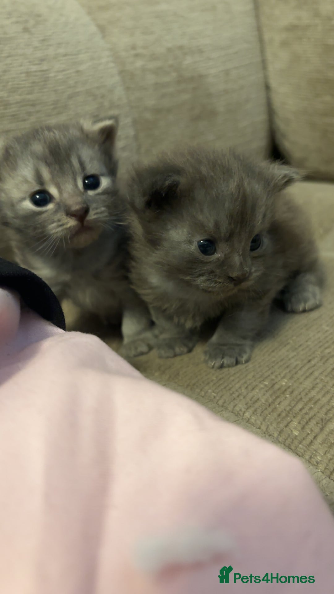 British Longhair cats for sale: super fluffy boys💙 - Image 1
