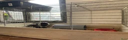 Guinea Pig rodents for sale: Guinea pigs for sale - Advert 3