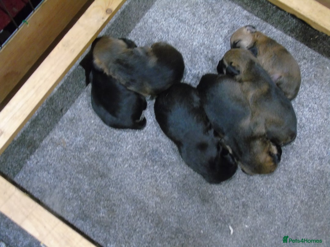 Border Terrier dogs for stud: Kc Proven border terriers for stud slem clear in Belper - Image 6