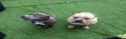 American Bully dogs for sale: Pocket bully Male  - Advert 8