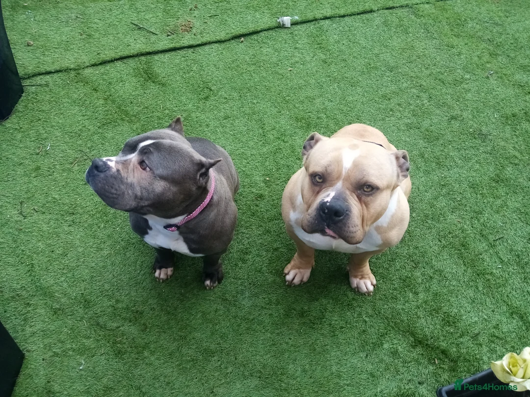 American Bully dogs for sale: Pocket bully Male  - Advert 8