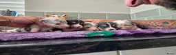 Mixed Breed dogs for sale: Shorgi Puppies  - Advert 12