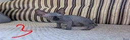 Sphynx cats for sale: Ready for reservation  - Advert 6