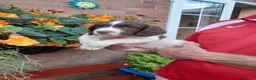 English Springer Spaniel dogs for sale: Springer Spaniel Puppy  - Advert 2
