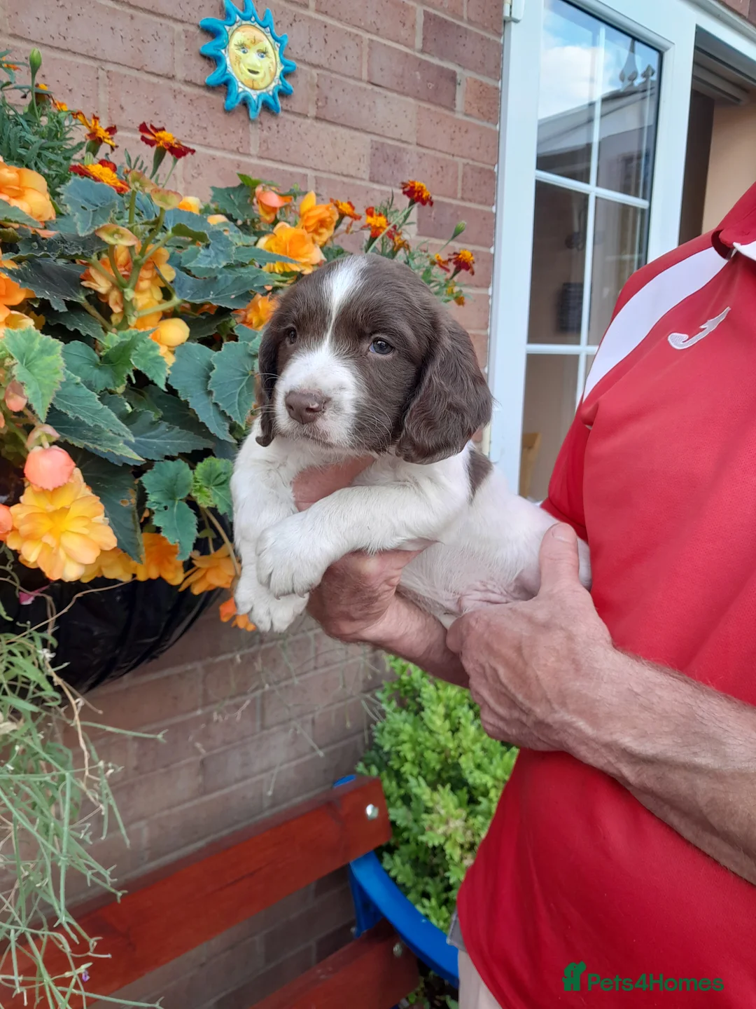 English Springer Spaniel dogs for sale: Springer Spaniel Puppy  - Advert 2