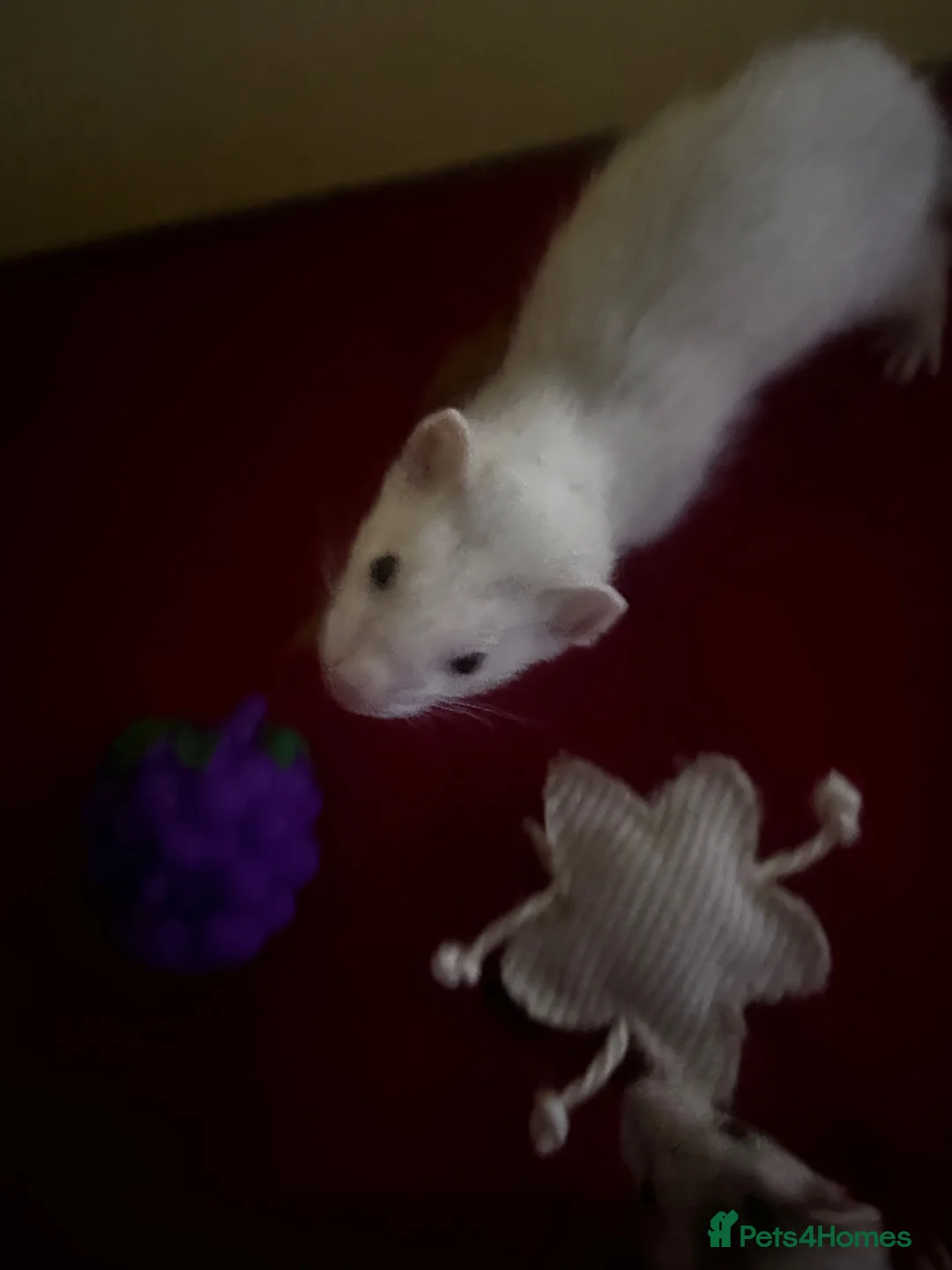 Ferret rodents for sale: Baby male ferret - Advert 5