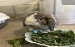 Mini Lop rabbits for sale: Small lop rabbit  - Advert 1