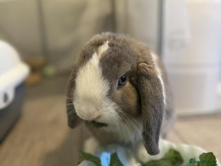 Mini Lop rabbits for sale: Small lop rabbit - Advert 1