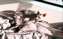 Sphynx cats for sale: Mum and daughter  - Advert 1