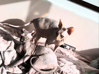 Sphynx cats for sale: Mum and daughter - Advert 1