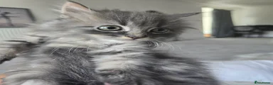 Maine Coon 2