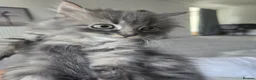 Maine Coon cats for sale: 3 beautiful maincoon kittens , - Advert 6