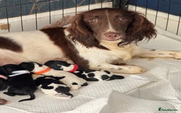 Sprocker dogs for sale: Beautiful Sprocker spaniel puppies ALL GIRLS - Image 20