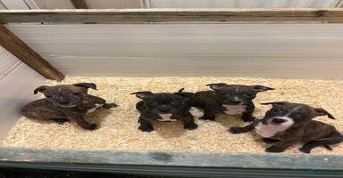 Staffordshire Bull Terrier dogs Stunning KC Staffordshire bull terrier puppies - Advert 5