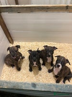 Staffordshire Bull Terrier dogs Stunning KC Staffordshire bull terrier puppies - Advert 5