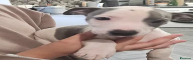 Boy 3 