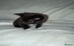 Mixed Breed cats for sale: Black and White Male Kitten - Image 5
