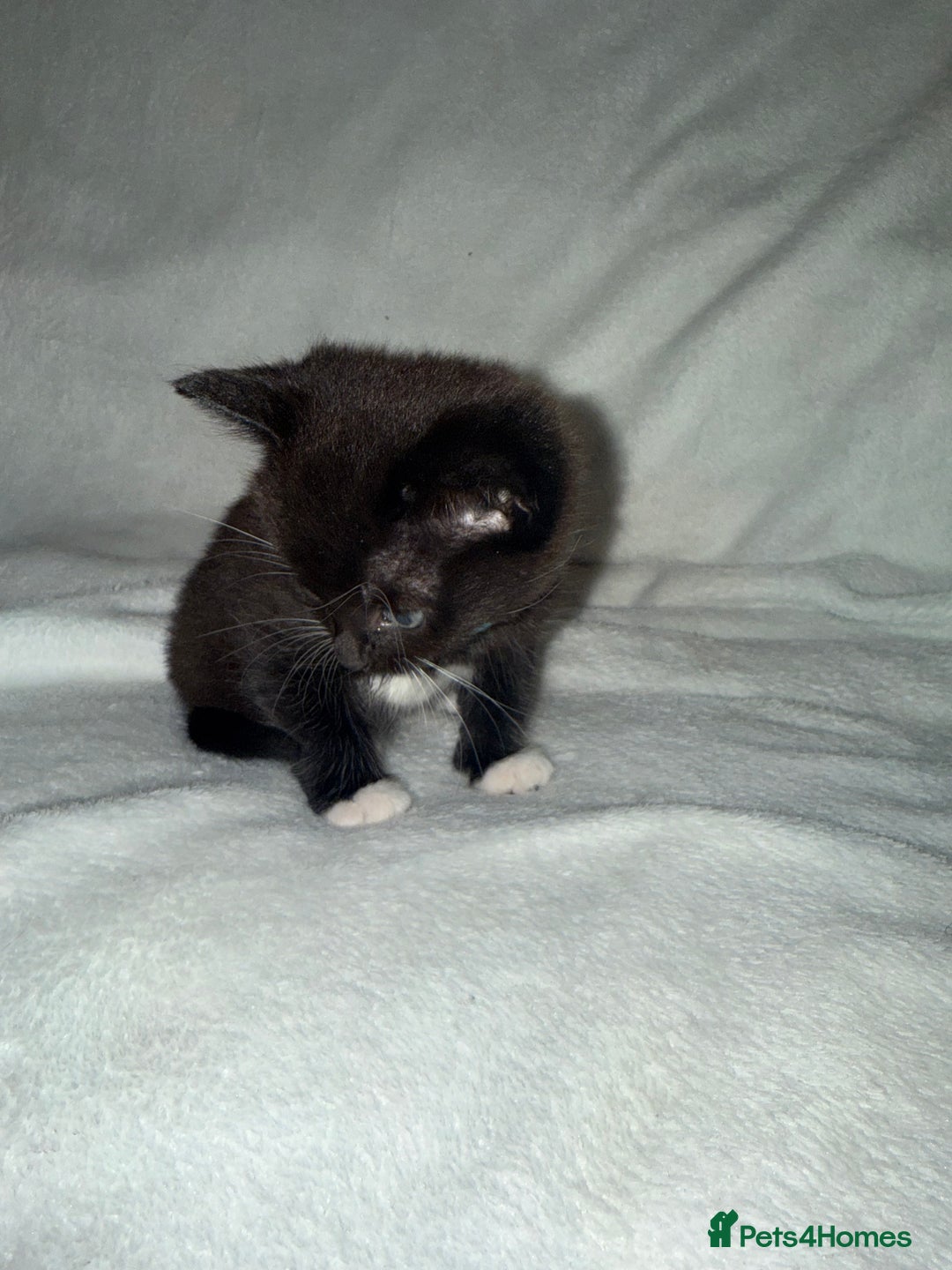 Mixed Breed cats for sale: Black and White Male Kitten - Image 5