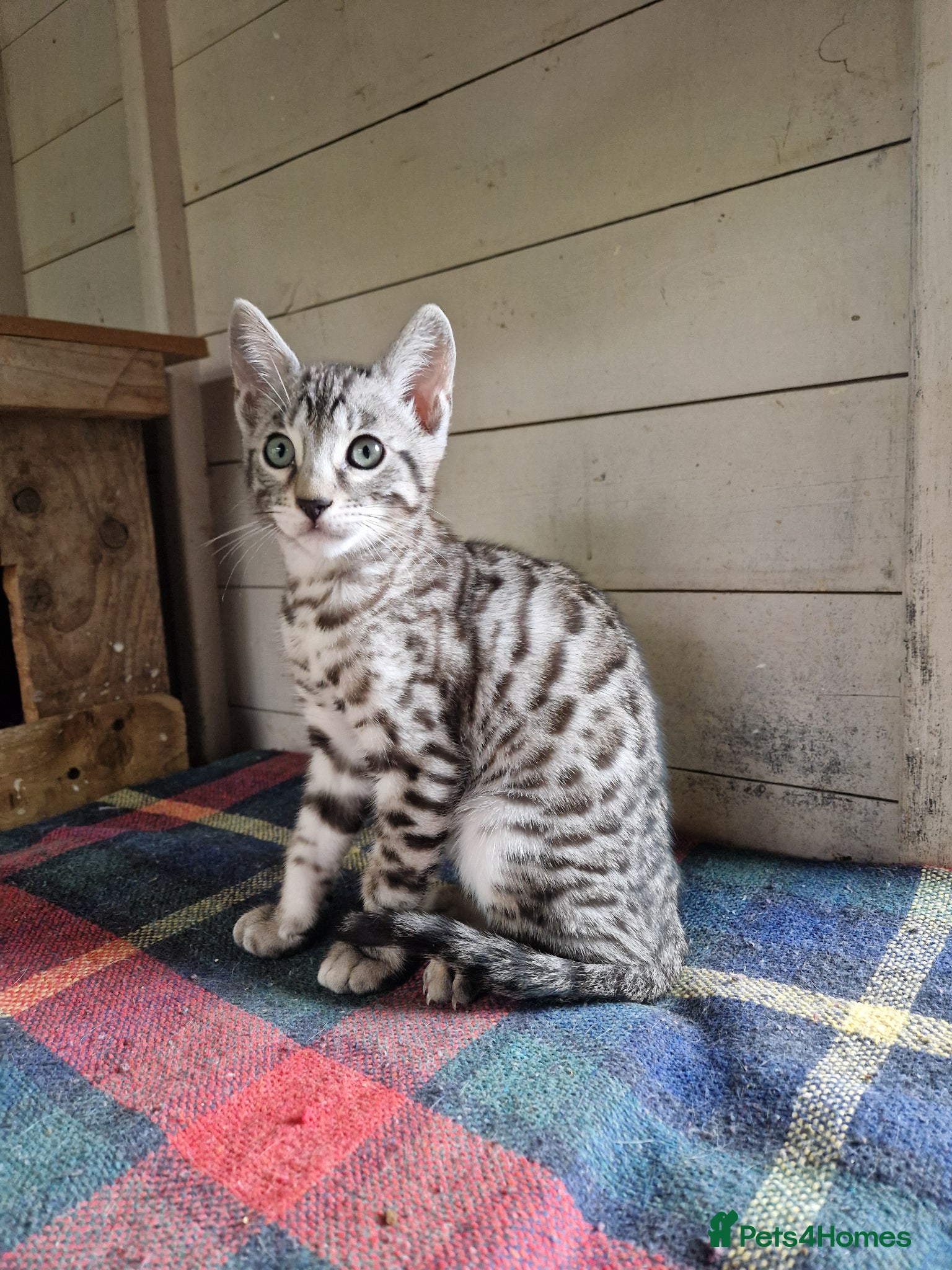 Mixed Breed cats 7/8ths Bengal, 1/8th Siamese kittens  - Advert 6