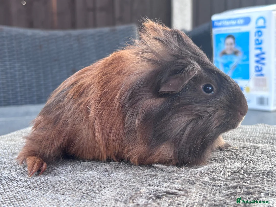 Guinea Pig rodents for sale: Boar and Sow  - Advert 5