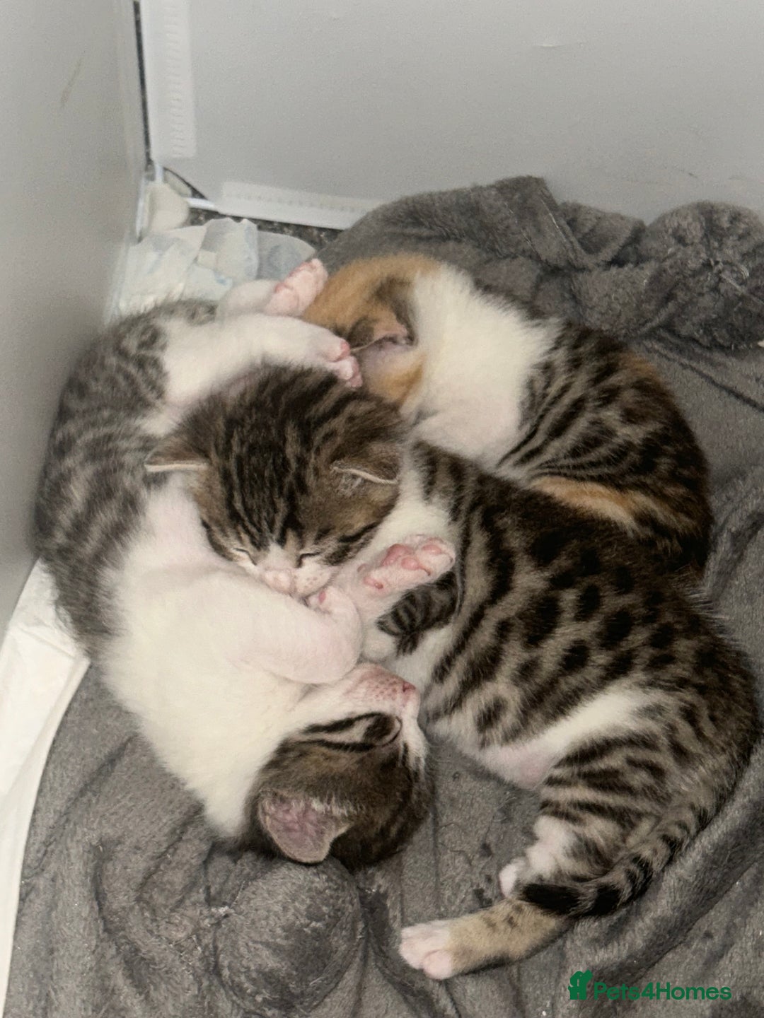 Bengal cats for sale: Bengal Calico kittens  - Image 3