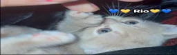 Mixed Breed cats for sale:  Beautiful cuddly kittens  - Advert 10