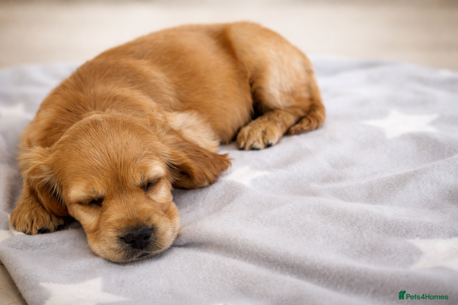 Cocker Spaniel dogs 🌈 Ready To Leave 🌈 - Advert 1