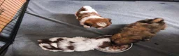 Shih Tzu dogs for sale: Quality Half Imperial Shihtzus. - Advert 10