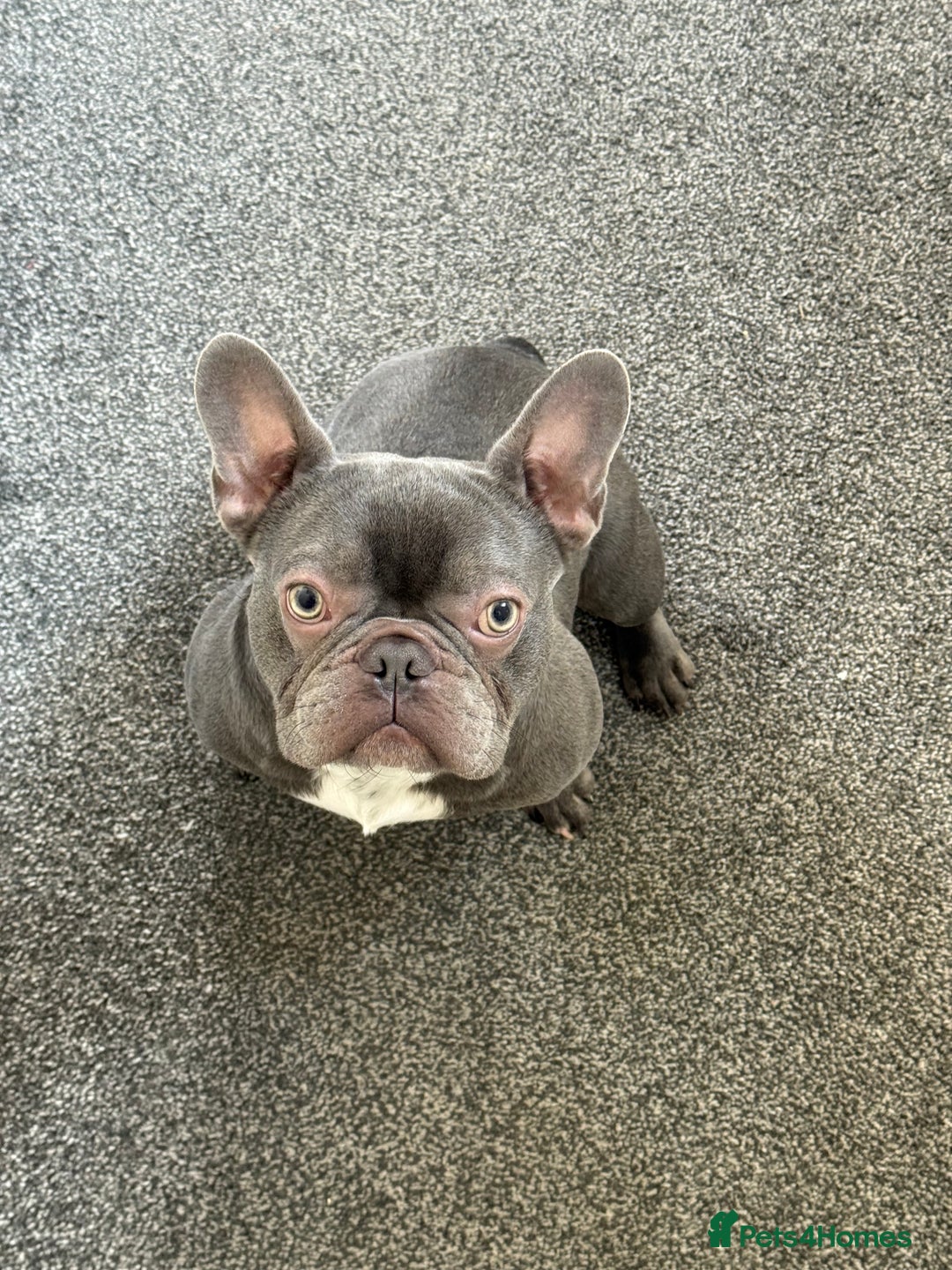 French Bulldog dogs for sale: French bulldog  - Image 5