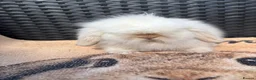 Mini Lion Lop rabbits for sale: UPDATED 09/06 ready now lionlops - Advert 3
