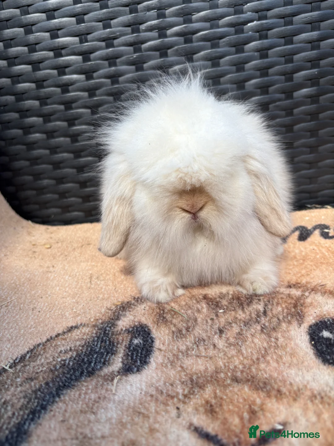 Mini Lion Lop rabbits for sale: UPDATED 09/06 ready now lionlops - Advert 3