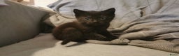 Mixed Breed cats for sale: 1 black and 2 ginger kittens  - Advert 3