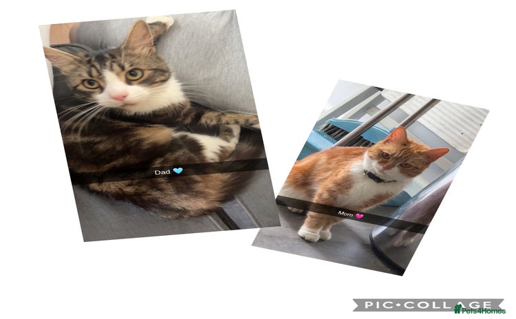 Domestic Shorthair cats - Advert 4