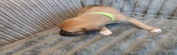 Mixed Breed dogs for sale: Lurcher pups - Advert 22