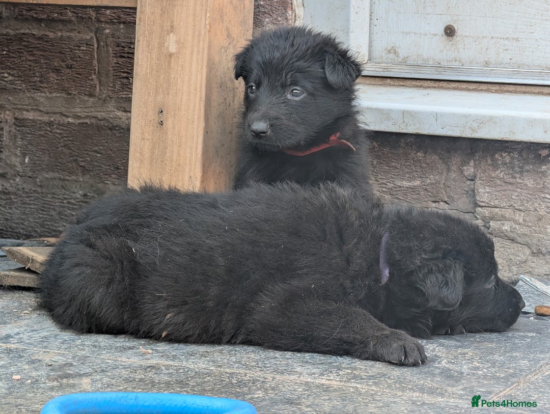 German Shepherd dogs for sale: Gorgeous Black German Shepherd Puppies. - Image 8