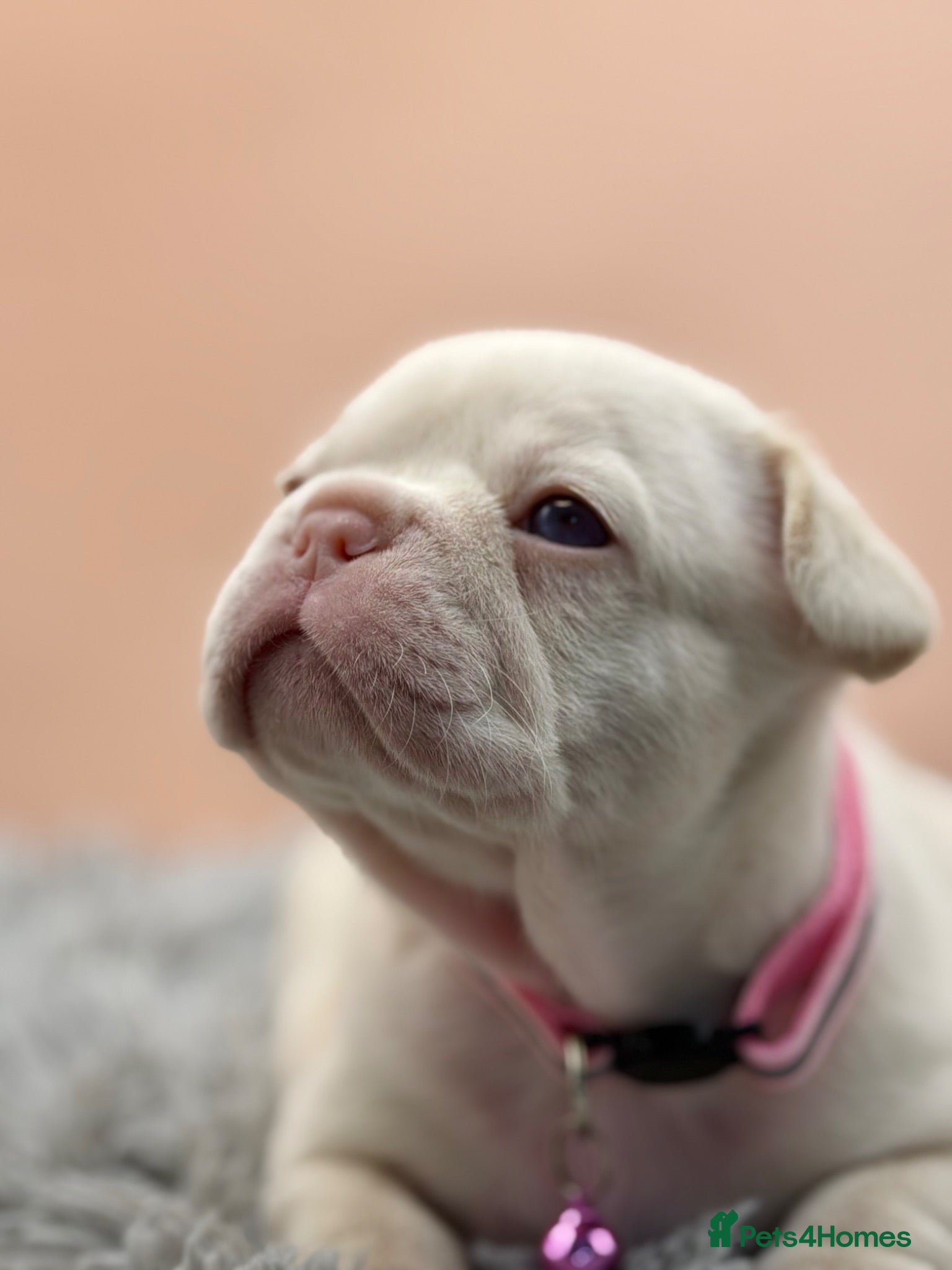 French Bulldog dogs KC French bulldog puppies highly healthed parents - Advert 2