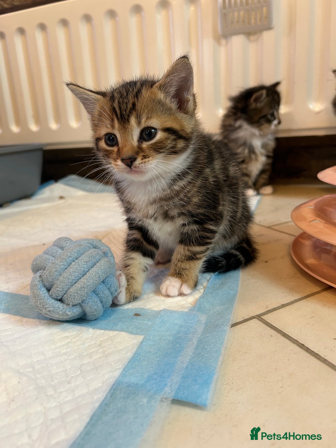 Bengal cats for sale: ❗️All reserved ❗️Bengal Cross Kittens - Advert 7