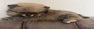 Pomeranian 4