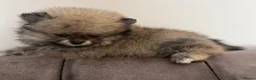 Pomeranian dogs for sale: Three Female Pomeranians  in Worthing - Advert 6